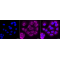 KD-Validated Atg16L1 Rabbit mAb (20 μl)