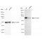 KD-Validated Atg16L1 Rabbit mAb (20 μl)