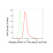 KD-Validated Phospho-EGFR (Y1173) Rabbit mAb (20 μl)