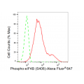 KD-Validated Phospho-eIF4B (S406) Rabbit mAb (20 μl)