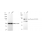 KD-Validated Phospho-eIF4B (S406) Rabbit mAb (20 μl)
