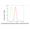 KD-Validated APLP2 Rabbit mAb (20 μl)