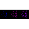 KD-Validated APLP2 Rabbit mAb (20 μl)
