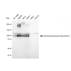 KD-Validated APLP2 Rabbit mAb (20 μl)