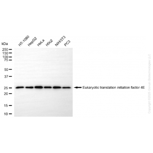 KD-Validated EIF4E Rabbit mAb (20 μl)