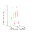 KD-Validated ATP7B Rabbit mAb (20 μl)