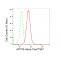 KD-Validated ATP7B Rabbit mAb (20 μl)