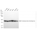 KD-Validated PGD Rabbit mAb (20 μl)