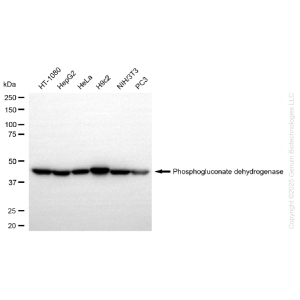 KD-Validated PGD Rabbit mAb (20 μl)