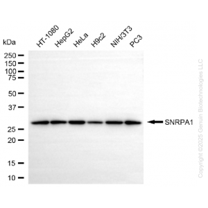 KD-Validated SNRPA1 Rabbit mAb (20 μl)