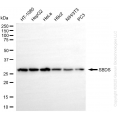 KD-Validated SBDS Rabbit mAb (20 μl)