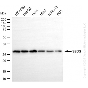 KD-Validated SBDS Rabbit mAb (20 μl)