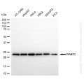 KD-Validated RAB5C Rabbit mAb (20 μl)