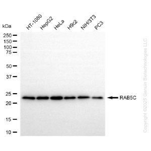 KD-Validated RAB5C Rabbit mAb (20 μl)