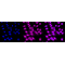 KD-Validated APPL1 Rabbit mAb (20 μl)