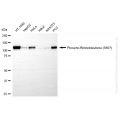 KD-Validated Phospho-RB1 (S807) Rabbit mAb (20 μl)