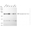 KD-Validated TCF7L2 Rabbit mAb (20 μl)