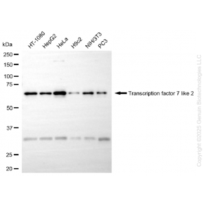 KD-Validated TCF7L2 Rabbit mAb (20 μl)