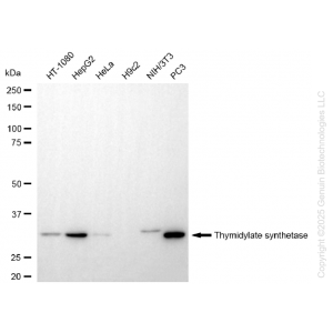 KD-Validated TYMS Rabbit mAb (20 μl)
