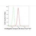 KD-Validated IFT88 Rabbit mAb (20 μl)