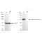 KD-Validated IFT88 Rabbit mAb (20 μl)