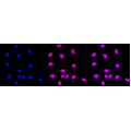 KD-Validated IQGAP2 Rabbit mAb (20 μl)