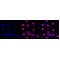 KD-Validated IQGAP2 Rabbit mAb (20 μl)