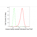 KD-Validated KIF5B Rabbit mAb (20 μl)