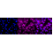 KD-Validated KIF5B Rabbit mAb (20 μl)