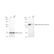 KD-Validated KIF5B Rabbit mAb (20 μl)