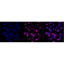 KD-Validated KIF23 Rabbit mAb (20 μl)