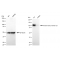 KD-Validated KIF23 Rabbit mAb (20 μl)