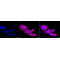 KD-Validated cleaved Caspase-9 Rabbit mAb (20 μl)