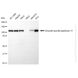 KD-Validated USP11 Rabbit mAb (20 μl)