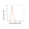 KD-Validated APE1 Rabbit mAb (20 μl)