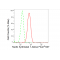 KD-Validated NUDT1 Rabbit mAb (20 μl)