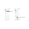 KD-Validated NUDT1 Rabbit mAb (20 μl)