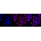 KD-Validated OSBPL1A Rabbit mAb (20 μl)