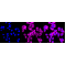 KD-Validated Phospho-GYS1 (S641) Rabbit mAb (20 μl)