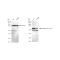 KD-Validated Phospho-Src (Y419) Rabbit mAb (20 μl)