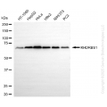 KD-Validated KHDRBS1 Rabbit mAb (20 μl)