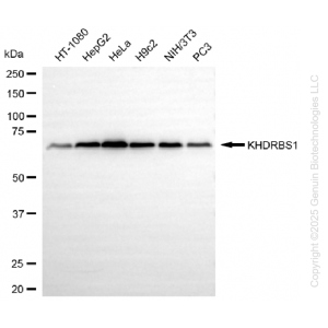 KD-Validated KHDRBS1 Rabbit mAb (20 μl)