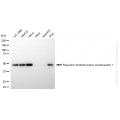 KD-Validated RCC1 Rabbit mAb (20 μl)