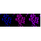 KD-Validated RANBP9 Rabbit mAb (20 μl)