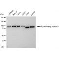 KD-Validated RANBP9 Rabbit mAb (20 μl)