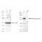 KD-Validated RANBP9 Rabbit mAb (20 μl)