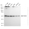 KD-Validated PSMD4 Rabbit mAb (20 μl)