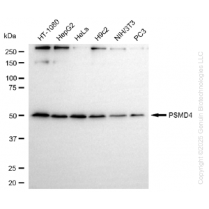 KD-Validated PSMD4 Rabbit mAb (20 μl)