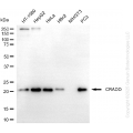 KD-Validated CRADD Rabbit mAb (20 μl)