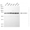 KD-Validated KHDRBS1 Rabbit mAb (20 μl)